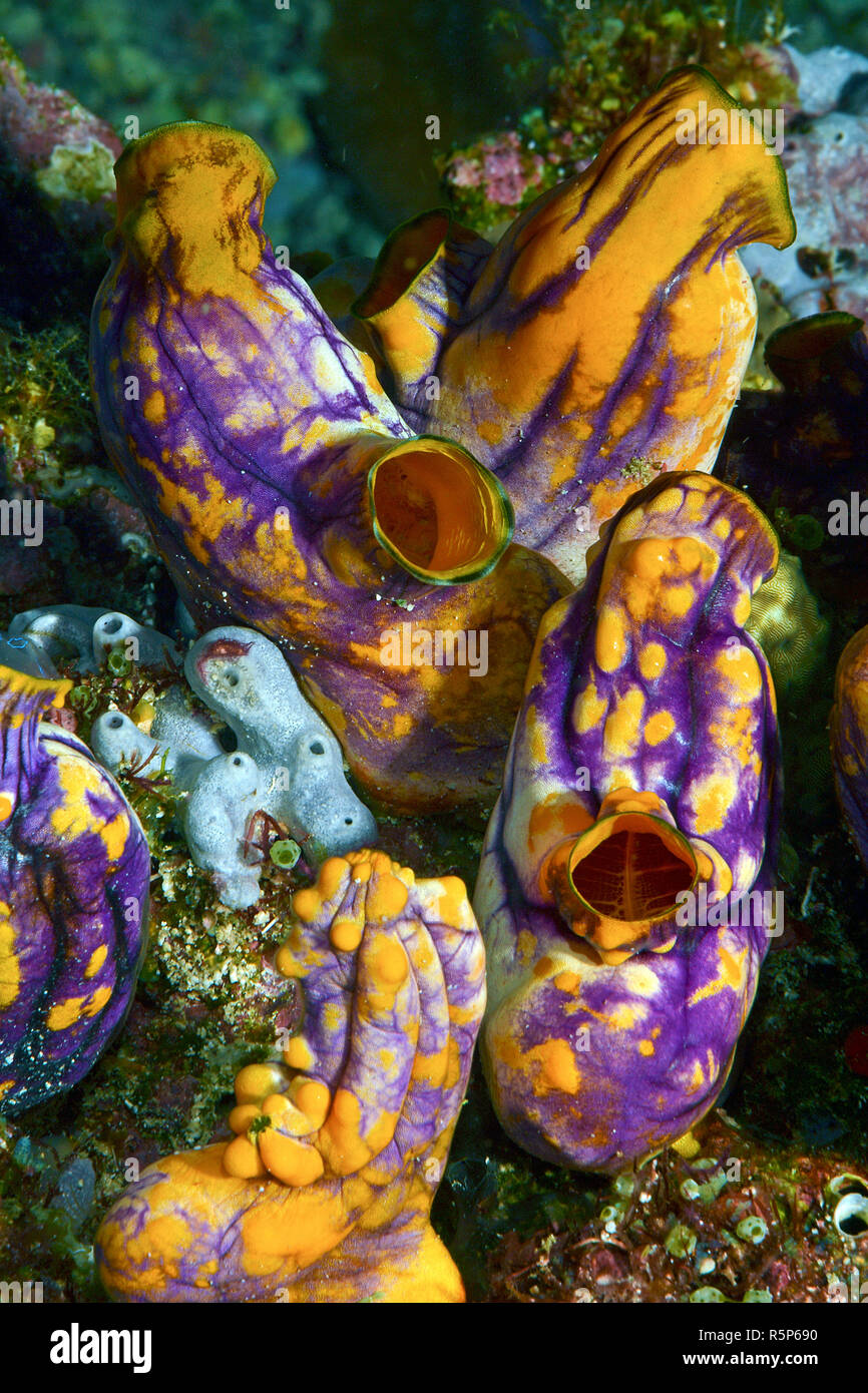 Goldmouth sea squirt or Ink-spot sea squirt (Polycarpa aurata), Walindi, Papua New Guinea Stock Photo