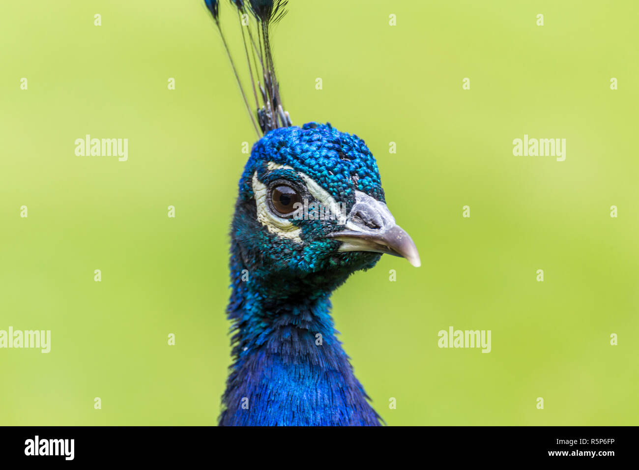 Closeup portrait of a peacock in a garden Stock Photo - Alamy