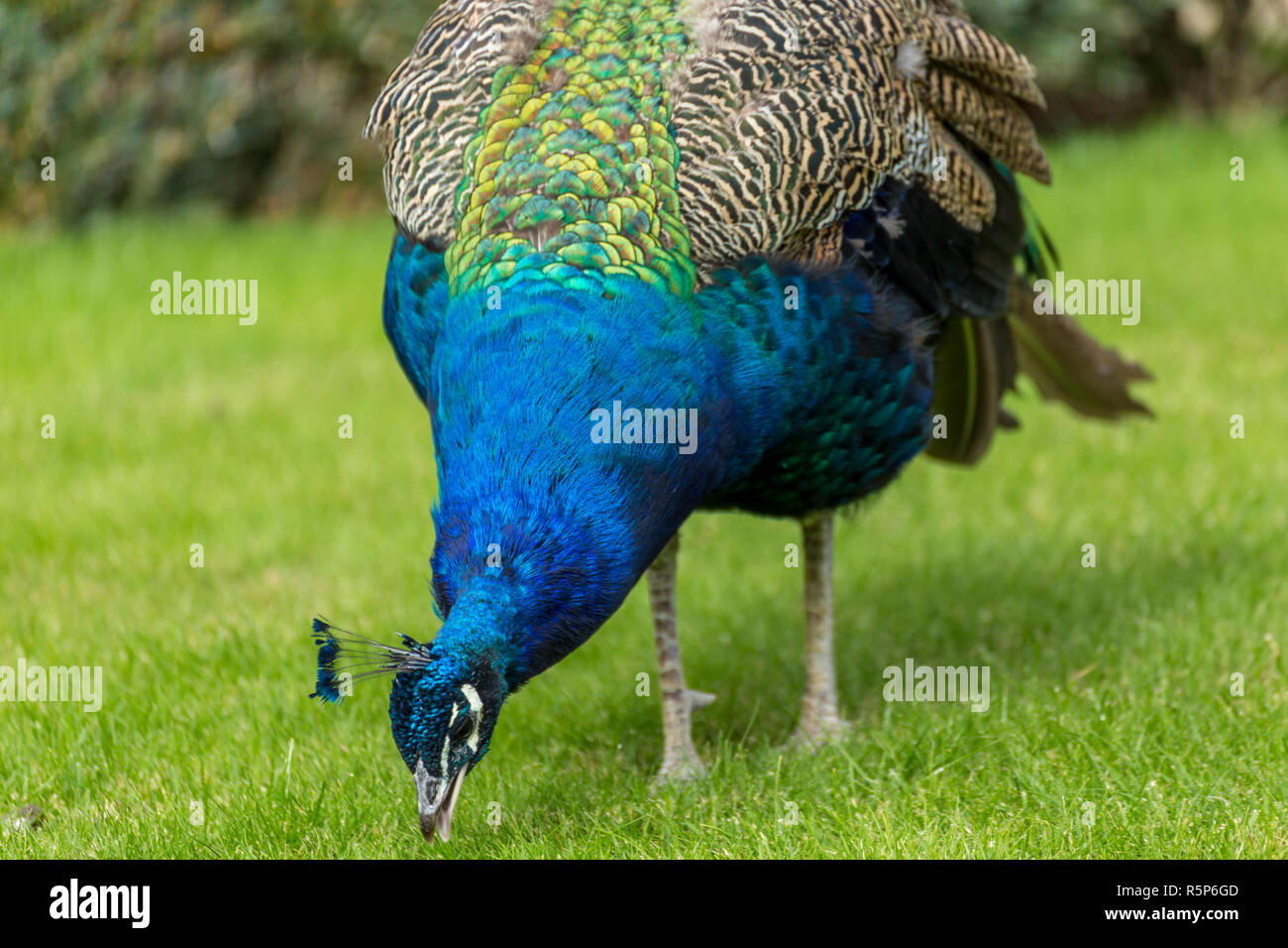 Closeup portrait of a peacock in a garden Stock Photo - Alamy