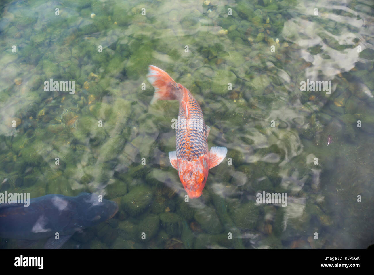 Vibrantly colored fish hi-res stock photography and images - Alamy