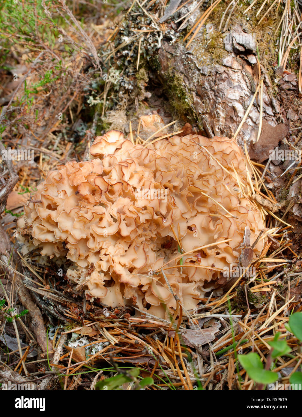 Wood Cauliflower Fungus - Sparassis crispa  on Pine Tree Stump Stock Photo