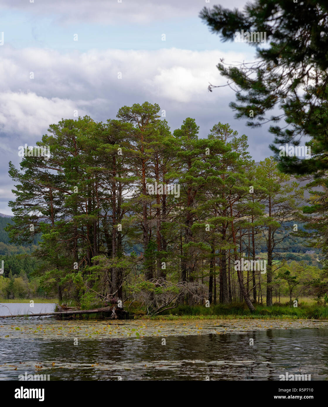 Scots pine trees scotland hires stock photography and images Alamy