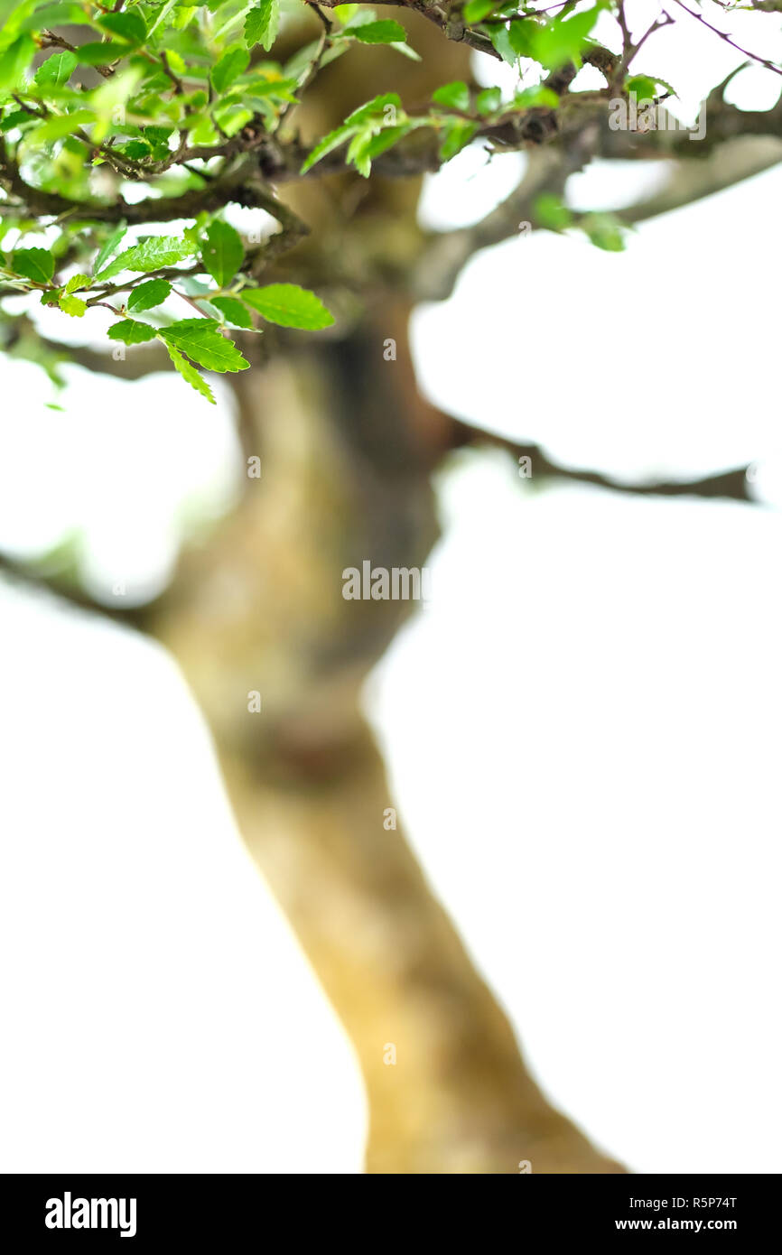 close up of bonsai tree elm in portrait format Stock Photo