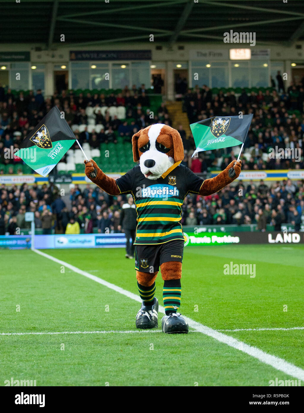 Northampton, UK. 1st December 2018. Northampton Saints mascot Bernie, ahead of the Gallagher Premiership Rugby match between Northampton Saints and Newcastle Falcons. Andrew Taylor/Alamy Live News Stock Photo