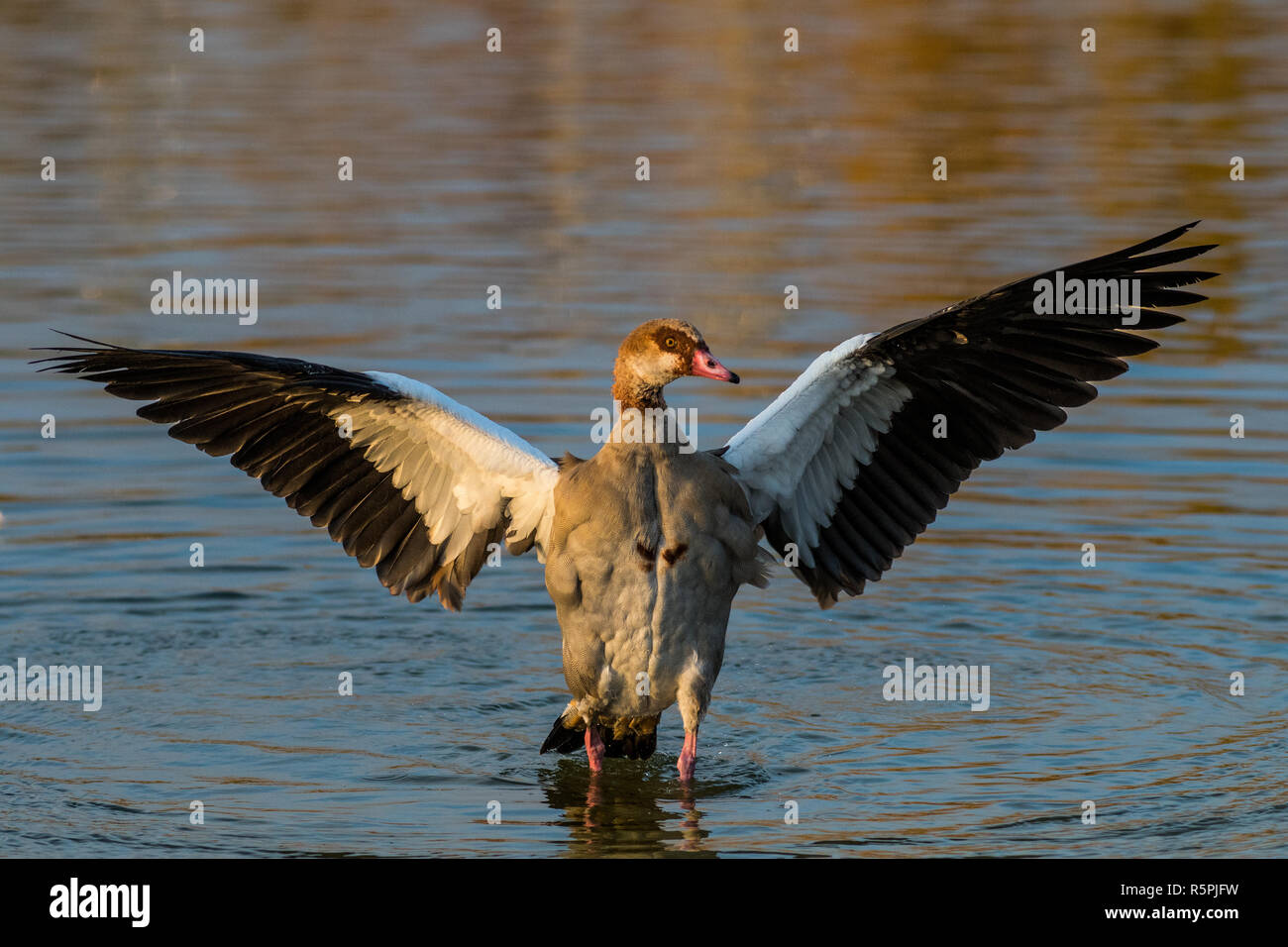 Madrid, Spain. 1st Dec, 2018. Egyptian goose (Alopochen aegyptiaca) with its wings spread during an autumn day in the Valdebernardo Forest Park. Egyptian geese are native to Africa. Due to its colonizing potential and that it constitute a serious threat to native species, habitats or ecosystems, this species has been included in the Spanish Catalog of Invasive Exotic Species. Credit: Marcos del Mazo/Alamy Live News Stock Photo