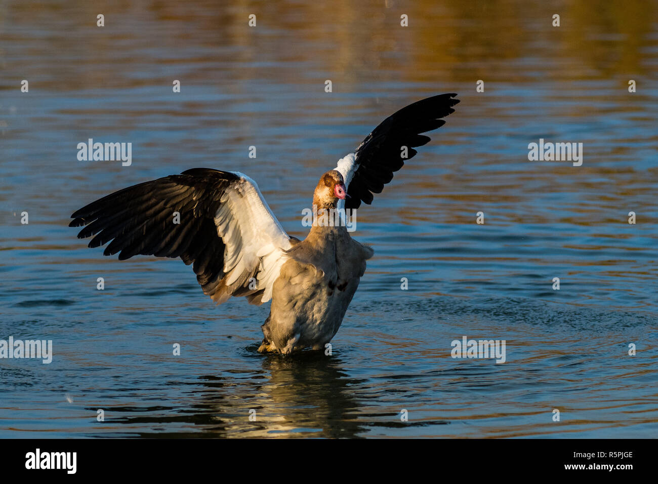 Madrid, Spain. 1st Dec, 2018. Egyptian goose (Alopochen aegyptiaca) with its wings spread during an autumn day in the Valdebernardo Forest Park. . Egyptian geese are native to Africa. Due to its colonizing potential and that it constitute a serious threat to native species, habitats or ecosystems, this species has been included in the Spanish Catalog of Invasive Exotic Species. Credit: Marcos del Mazo/Alamy Live News Stock Photo