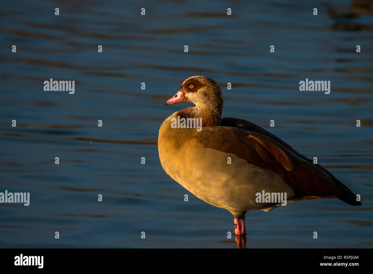 Madrid, Spain. 1st Dec, 2018. Egyptian goose (Alopochen aegyptiaca) during an autumn day in the Valdebernardo Forest Park. Egyptian geese are native to Africa. Due to its colonizing potential and that it constitute a serious threat to native species, habitats or ecosystems, this species has been included in the Spanish Catalog of Invasive Exotic Species. Credit: Marcos del Mazo/Alamy Live News Stock Photo