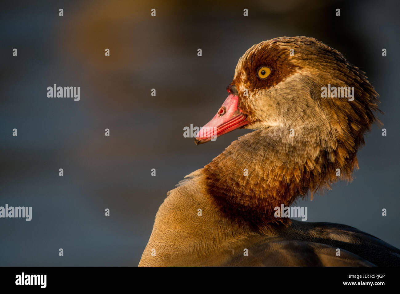 Madrid, Spain. 1st Dec, 2018. Close up of Egyptian goose (Alopochen aegyptiaca) during an autumn day in the Valdebernardo Forest Park. Egyptian geese are native to Africa. Due to its colonizing potential and that it constitute a serious threat to native species, habitats or ecosystems, this species has been included in the Spanish Catalog of Invasive Exotic Species. Credit: Marcos del Mazo/Alamy Live News Stock Photo