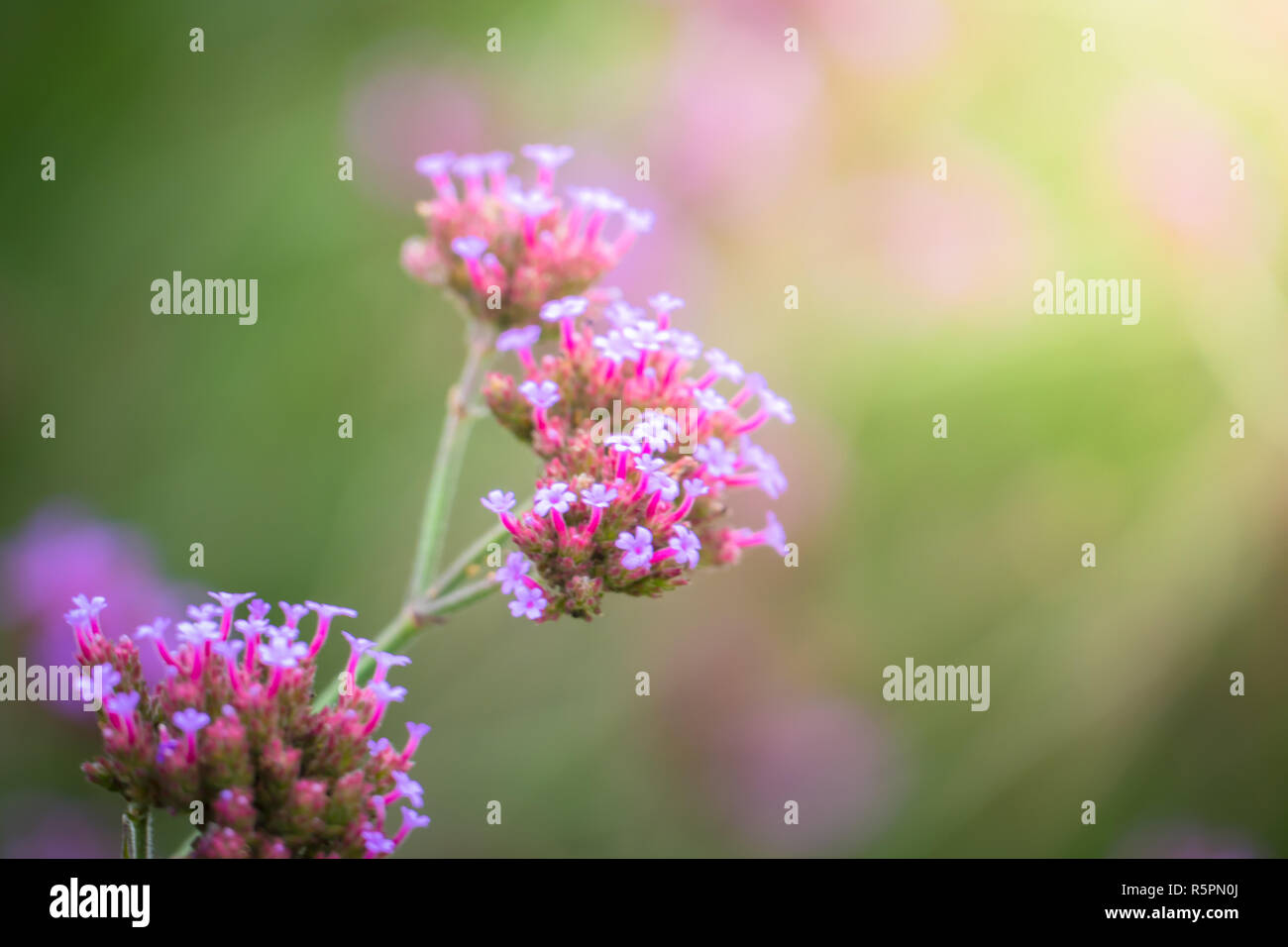 The background image of the colorful flowers Stock Photo - Alamy