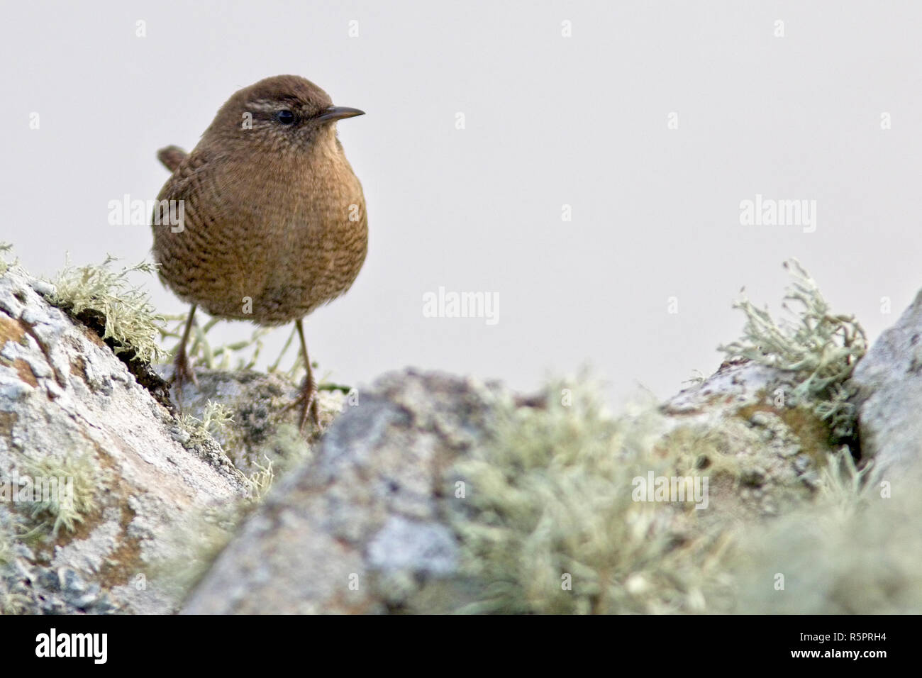 Wren (Winter Wren, Troglodytes troglodytes), Bressay, Shetland, Scotland, UK. Stock Photo
