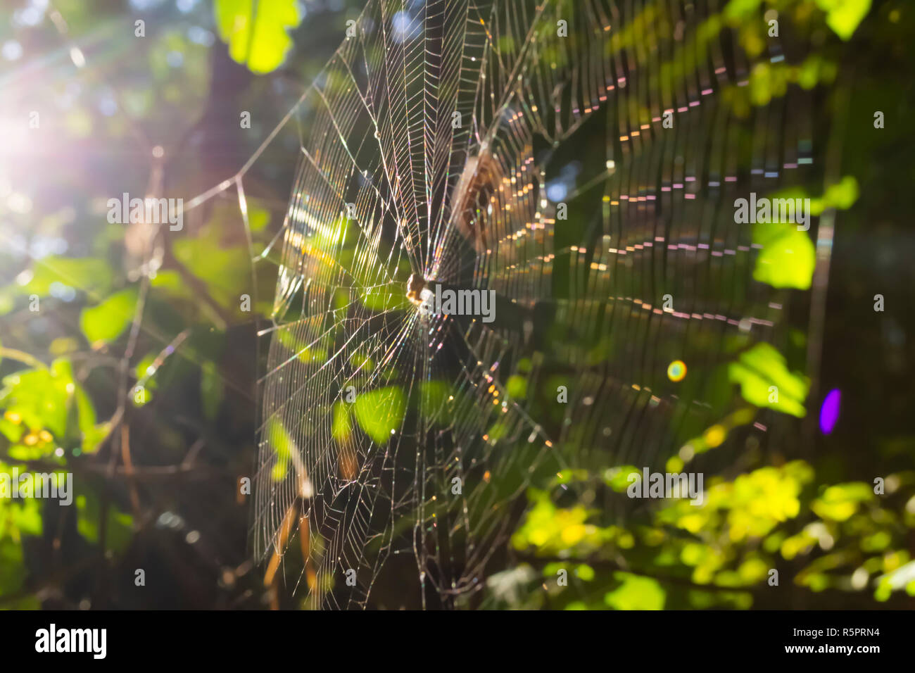 Spider web in forest. Blurry background with sun leaks Stock Photo