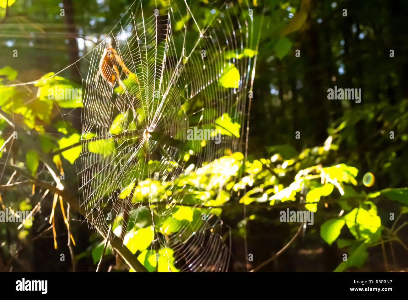 Spider web in forest. Blurry background with sun leaks Stock Photo