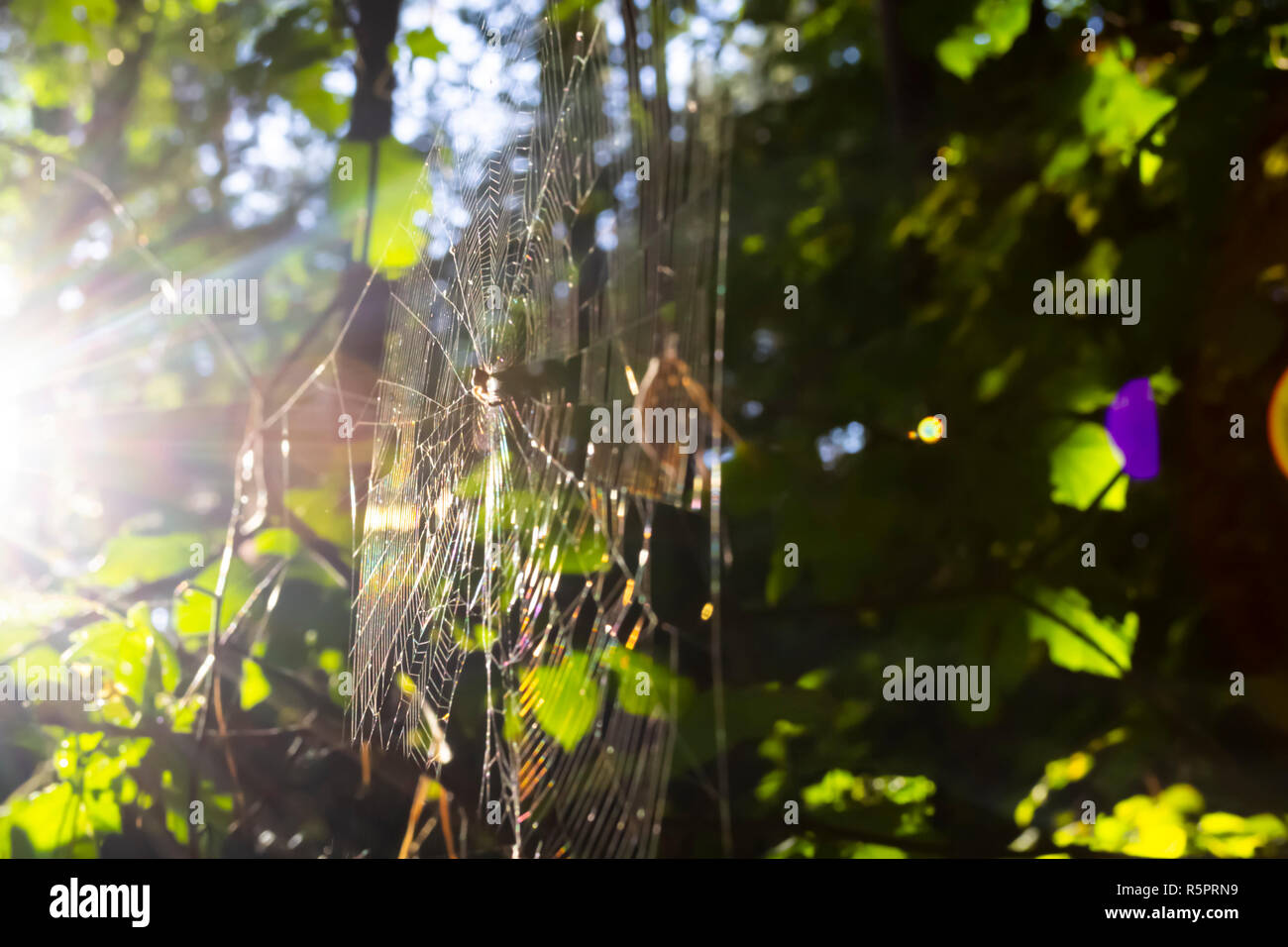 Spider web in forest. Blurry background with sun leaks Stock Photo