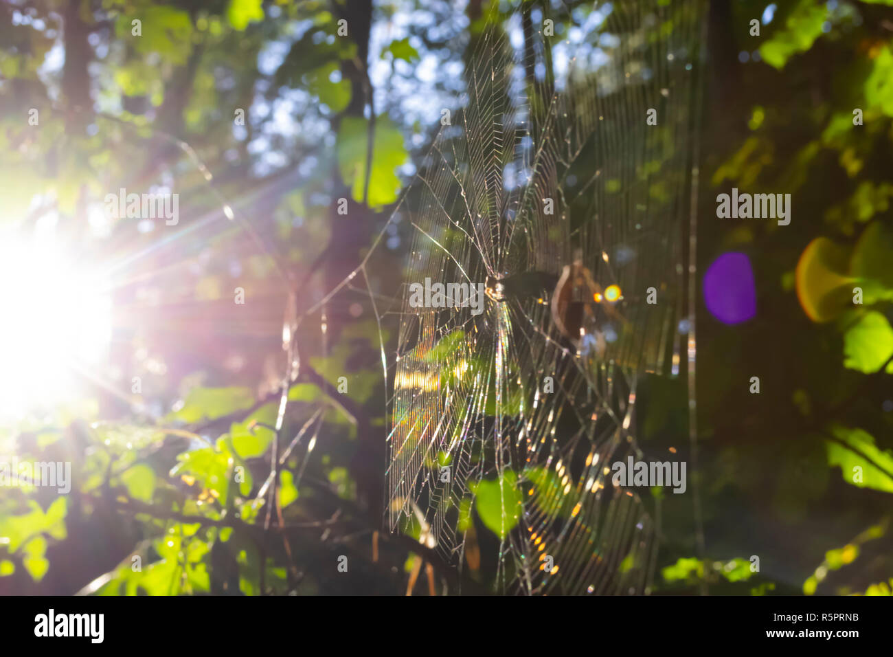 Spider web in forest. Blurry background with sun leaks Stock Photo