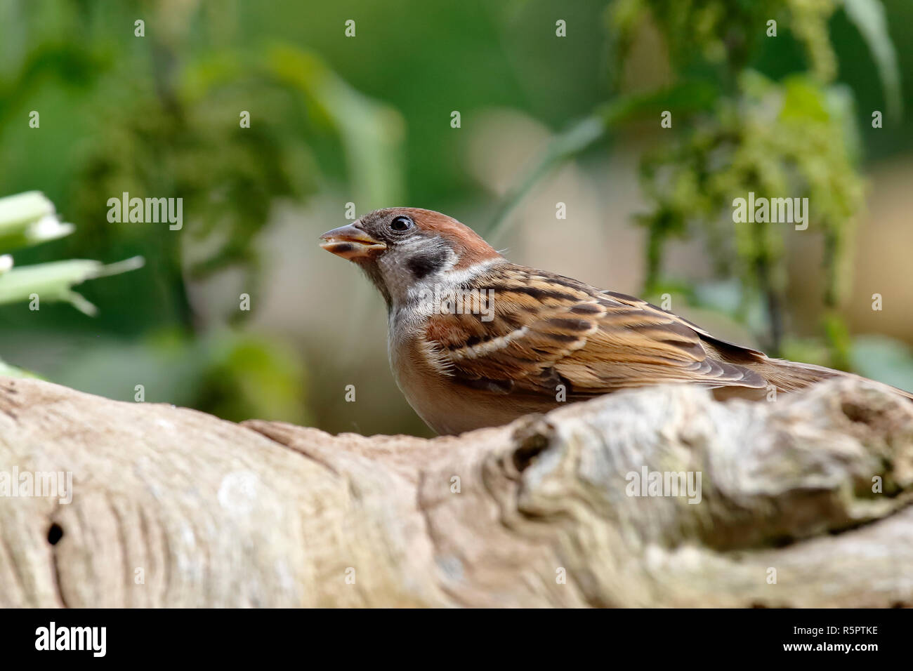 field sparrow foraging Stock Photo