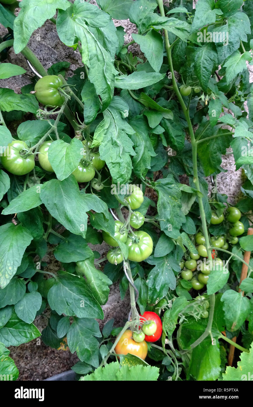 green and red tomatoes on a bush Stock Photo