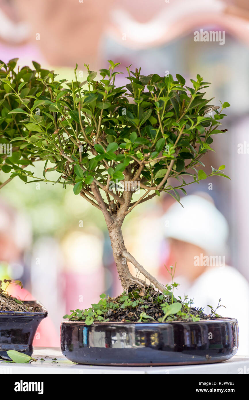 Bonsai tree bonzai tree outdoor hires stock photography and images Alamy