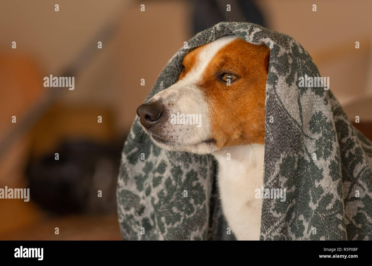Indoor portrait of royal basenji dog hiding under coverlet Stock Photo