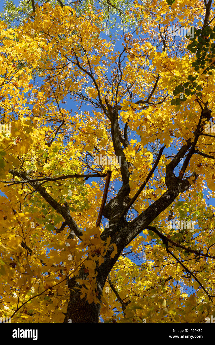 Autumn trees and blue sky Stock Photo - Alamy