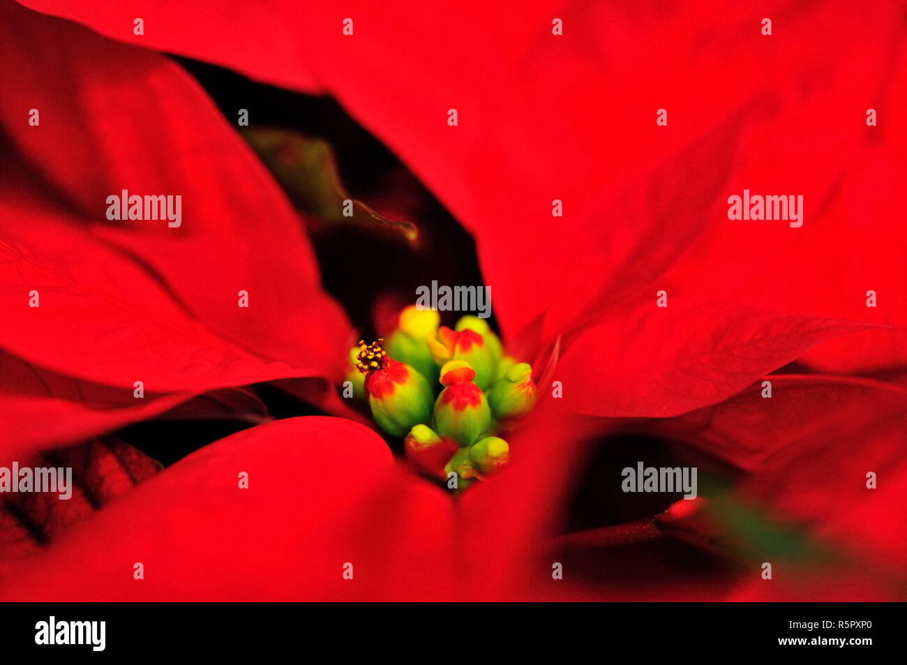 Poinsettia (Euphorbia pulcherrima) buds Stock Photo Alamy