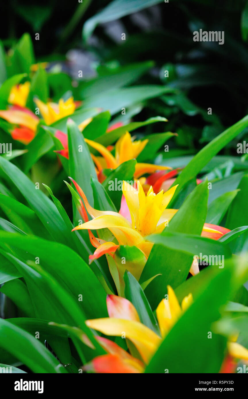 Orange and Yellow Guzmania Hybrid "Sunnytime", Bromeliaceae, Bromeliad Stock Photo