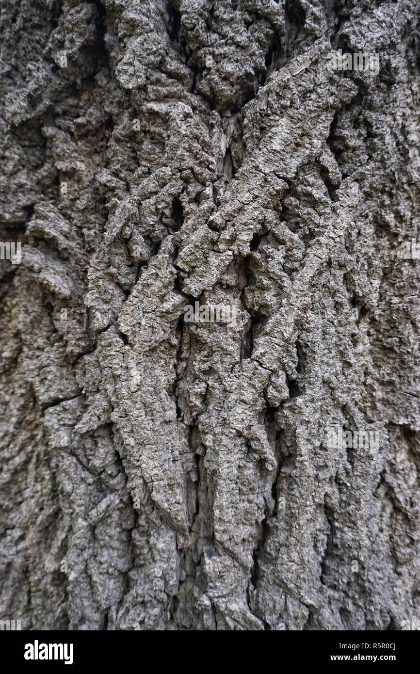 the tree trunk texture Stock Photo - Alamy