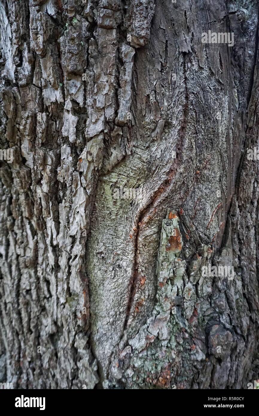 the tree trunk texture Stock Photo - Alamy