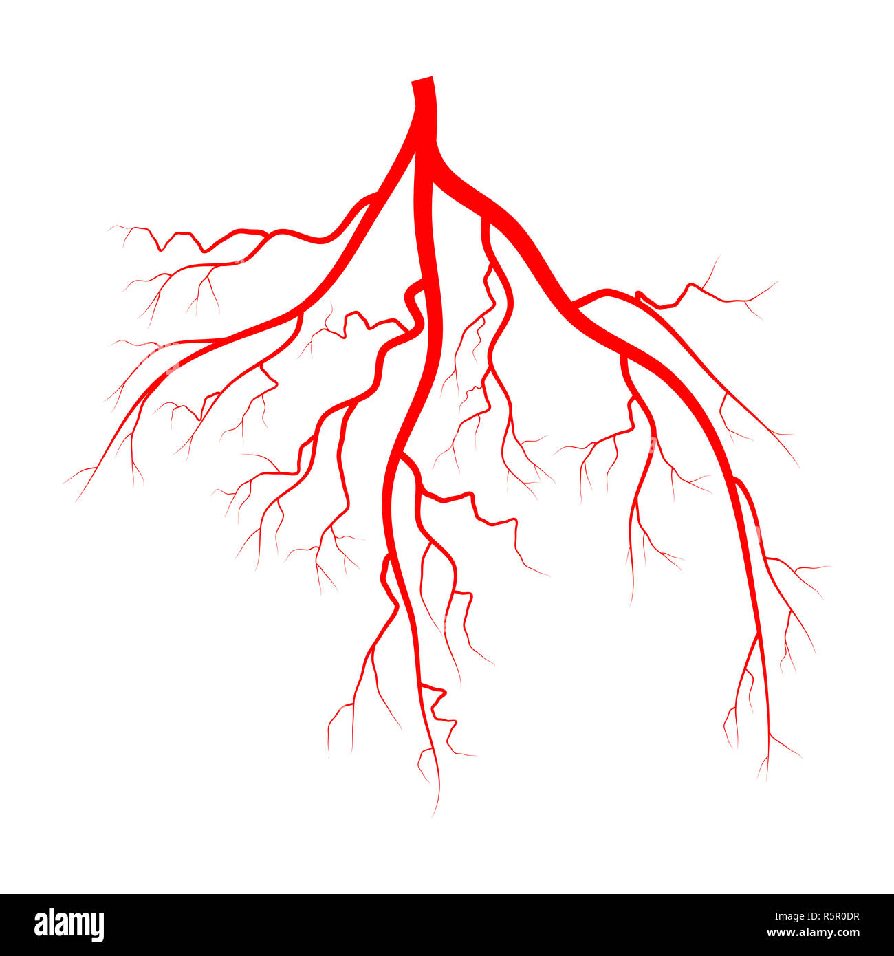 Transparent artery vein hi-res stock photography and images - Alamy