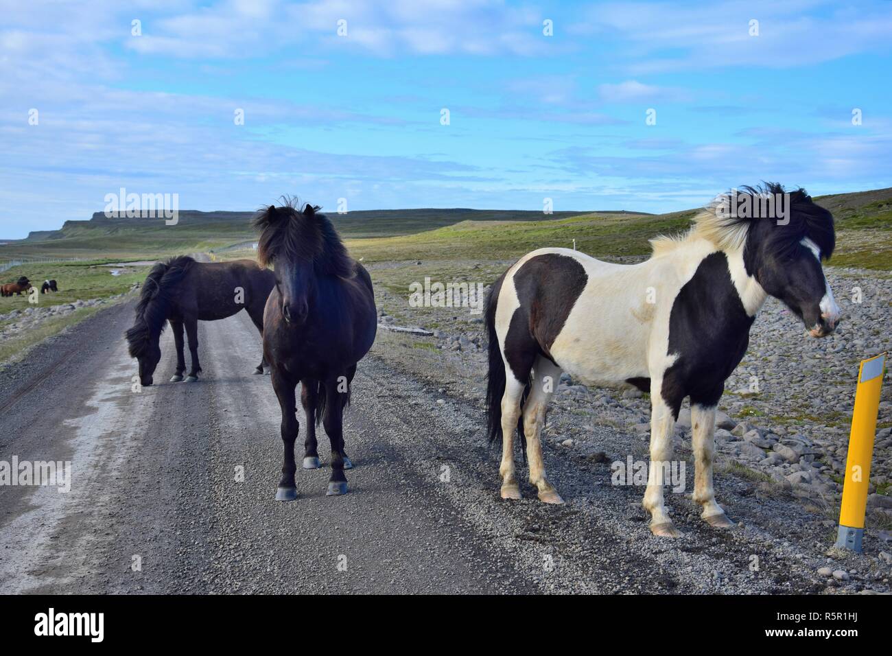 In remote parts of Iceland you may expect free running horses, even on ...