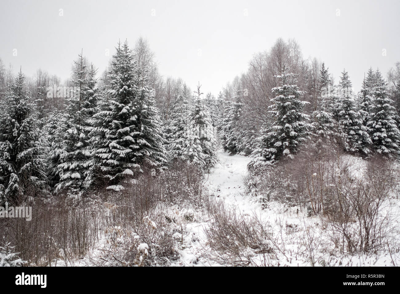 Winter landscape. trees covered with snow in the mountains Stock Photo ...