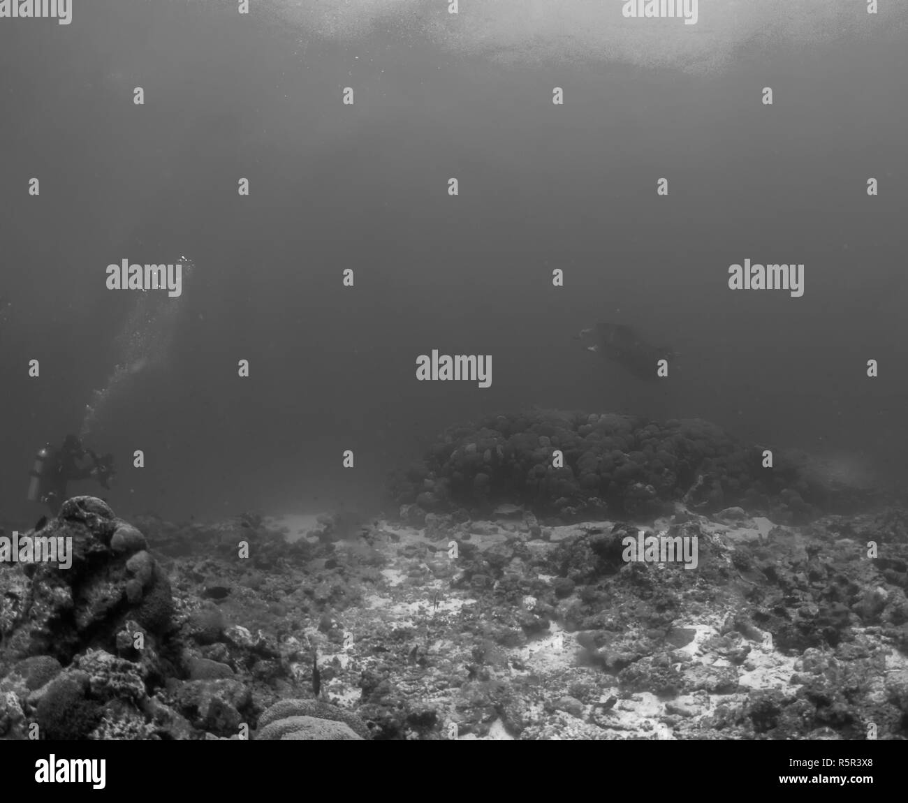 A giant oceanic Manta Ray (Manta birostris) in the Indian Ocean Stock ...