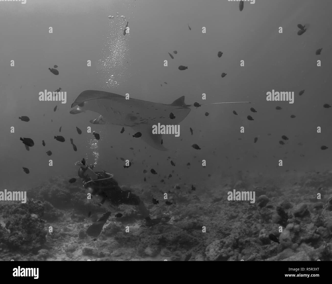 Ocean cleaning Black and White Stock Photos & Images - Alamy