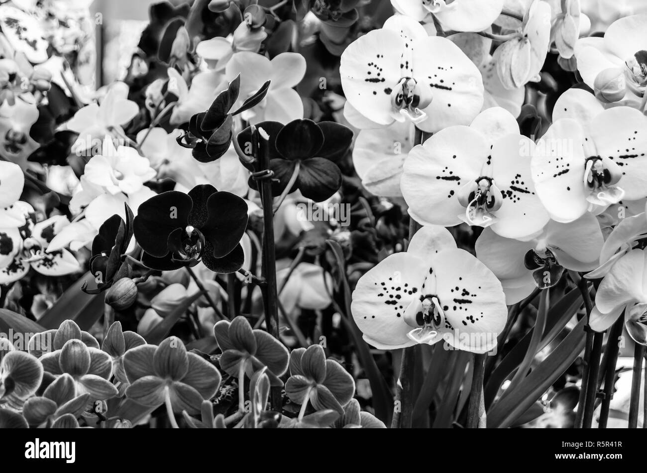 Lilac 4, Low, art, black, classic, cool, dark, floral, flowers,  sophisticated, HD phone wallpaper | Peakpx, image size:1300x951