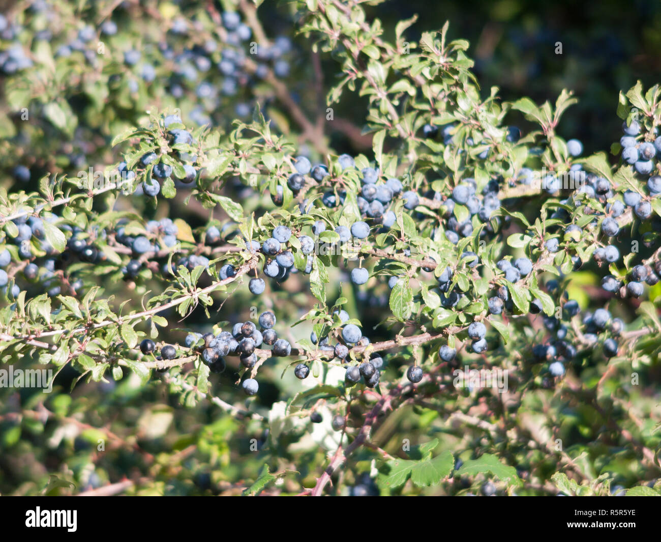 гонобобель и голубика. голубика спартан. сизые ягоды 4 буквы. ирга ягода. кустарник с черными яго.