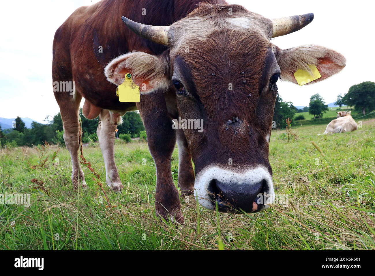 Rindviecher hi-res stock photography and images - Alamy