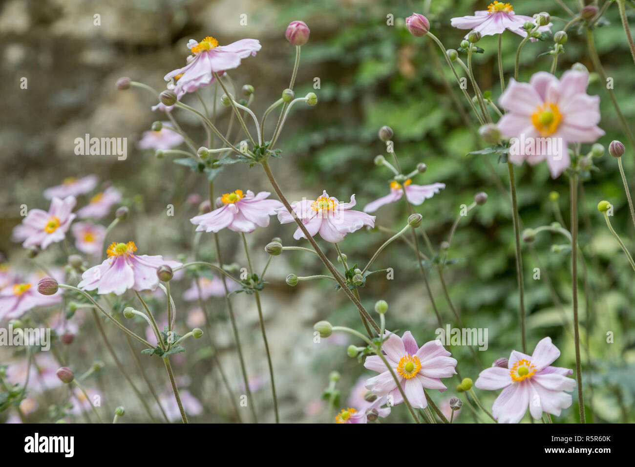 fresh flower on plant in garden Stock Photo Alamy