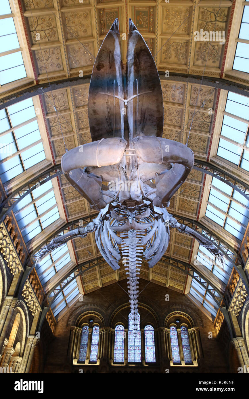 The skeleton of a blue whale hanging from the ceiling in the Hintze