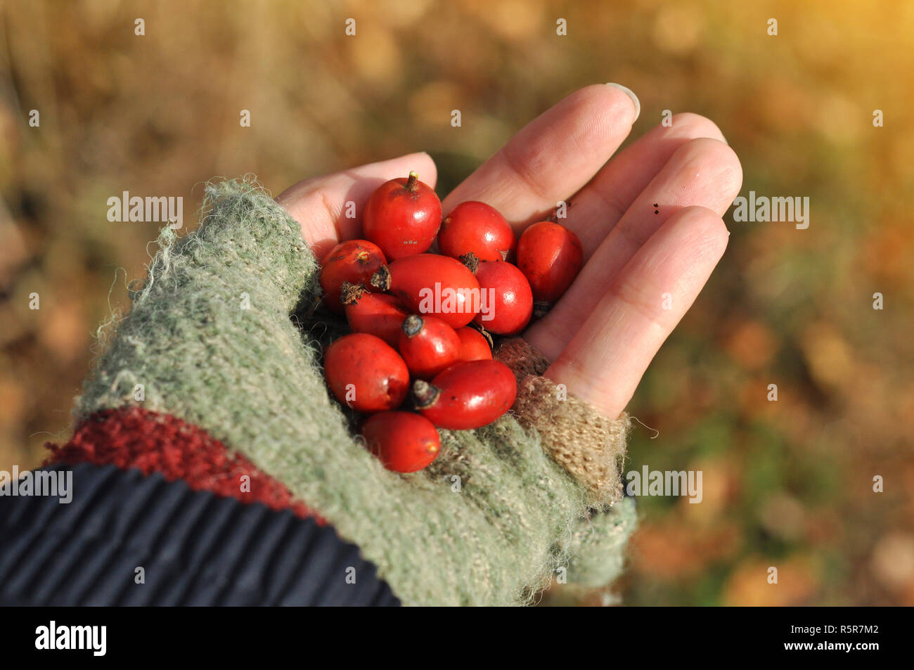 ClGirl hand holding a dog-rose berries. Dog rose fruits (Rosa canina) on the blurred green grass. Sunrise over close up view of a girl's hand with Red Stock Photo
