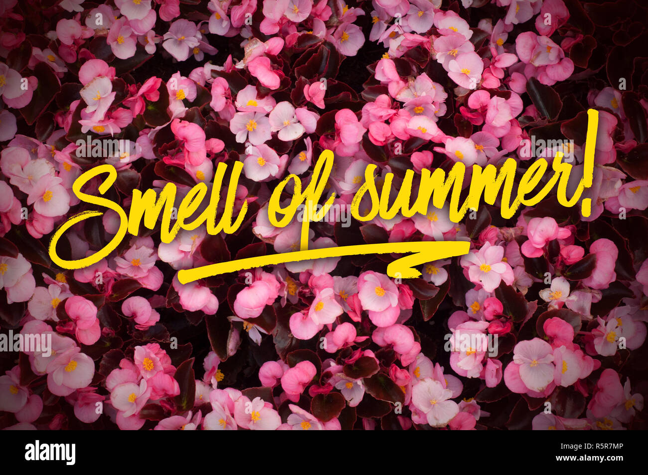 A beautiful floral background with pink begonia flowers. Smell of