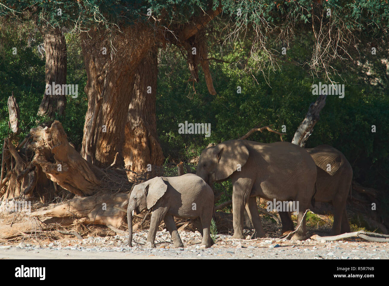 elephant in the hoanib Stock Photo