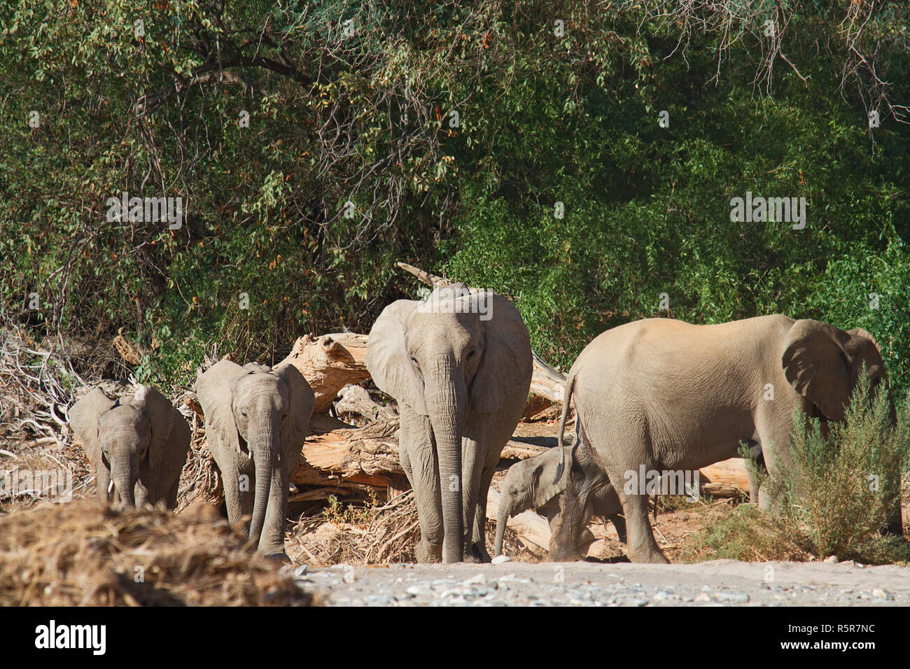 elephant in the hoanib Stock Photo