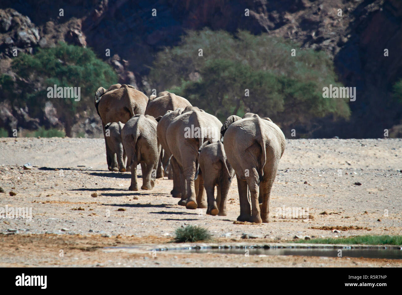 elephant Stock Photo