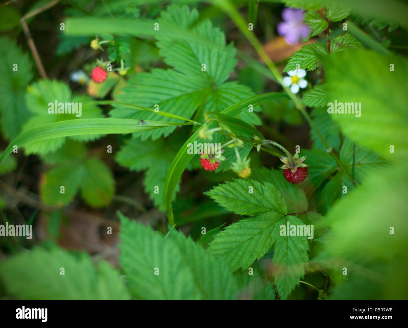 Wild strawberry growing in green forest macro Stock Photo - Alamy