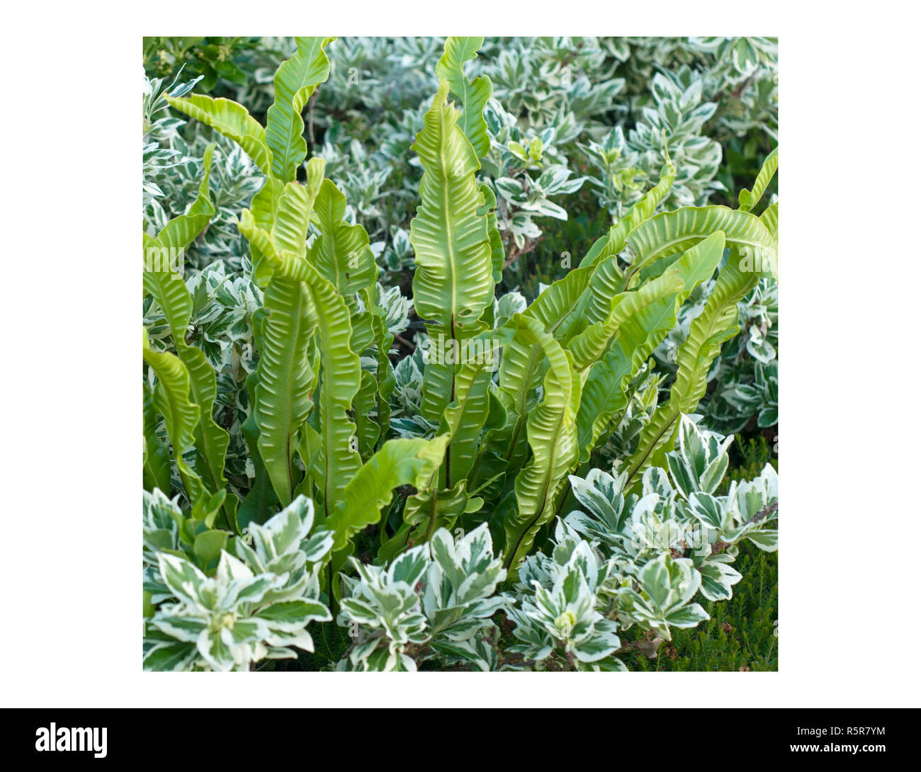 A beutiful combinatio of Hart's-tongue fern (Asplenium scolopendrium) and Parennials shrub in a squaric format Stock Photo