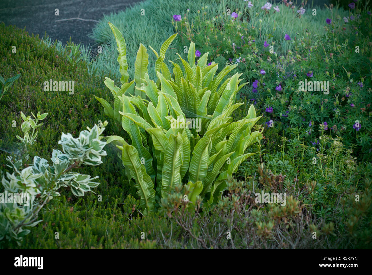 Landscape design from different plant and flower in the city. A beutiful combinatio of Hart's-tongue fern (Asplenium scolopendrium) and Parennials shr Stock Photo