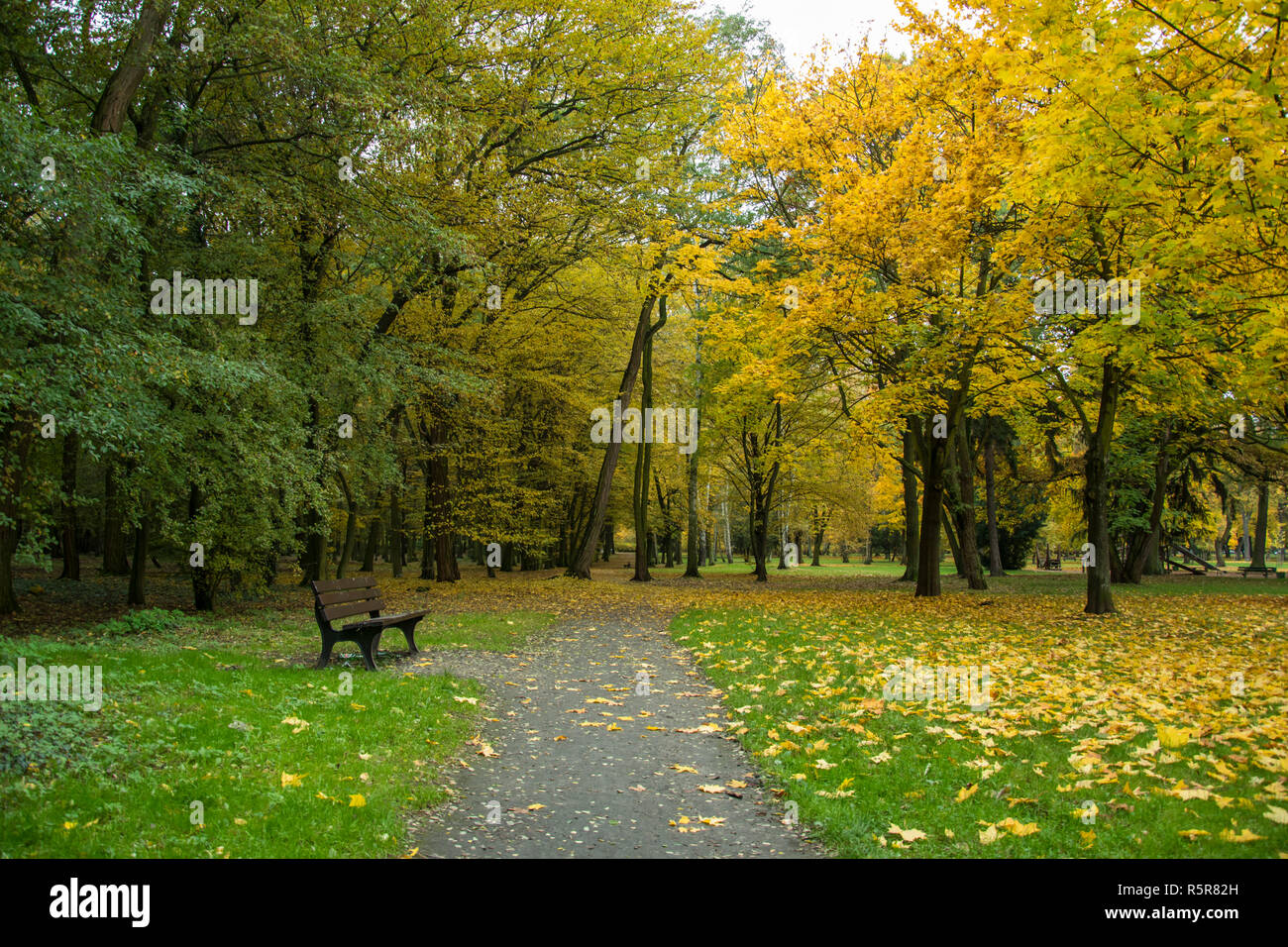 Autumn Park With Trees And Leaves Photo Beautiful Picture