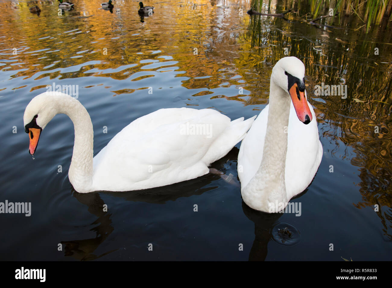 swan and pond, lake photo. Beautiful picture, background, wallpaper