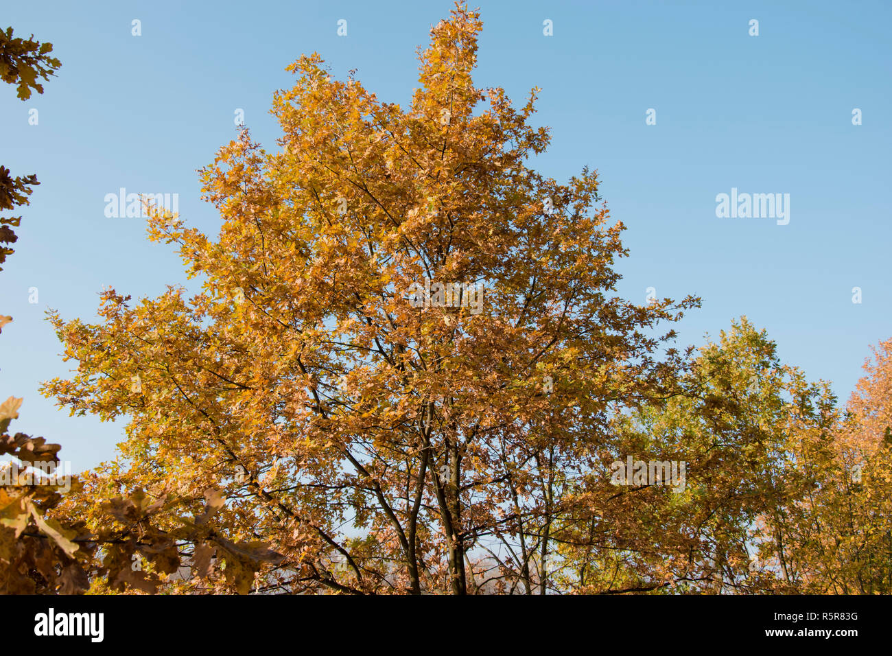 autumn tree photo. Beautiful picture, background, wallpaper Stock Photo ...