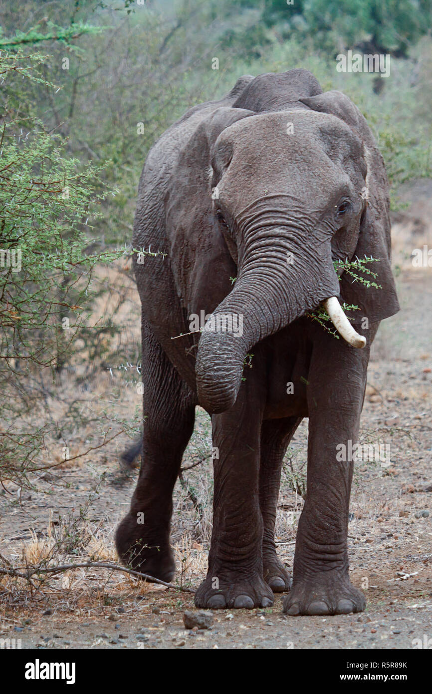 elephant Stock Photo