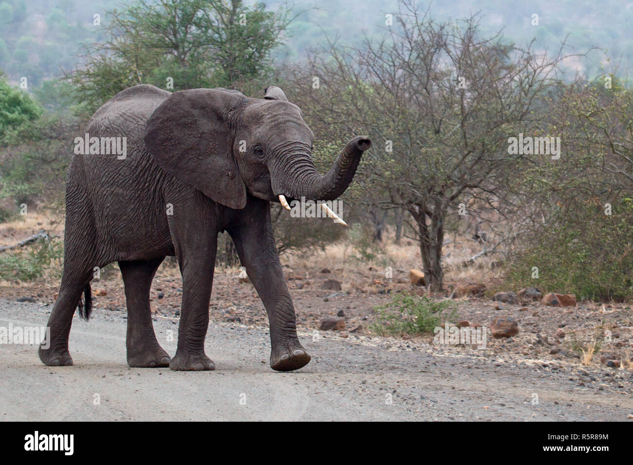 elephant Stock Photo